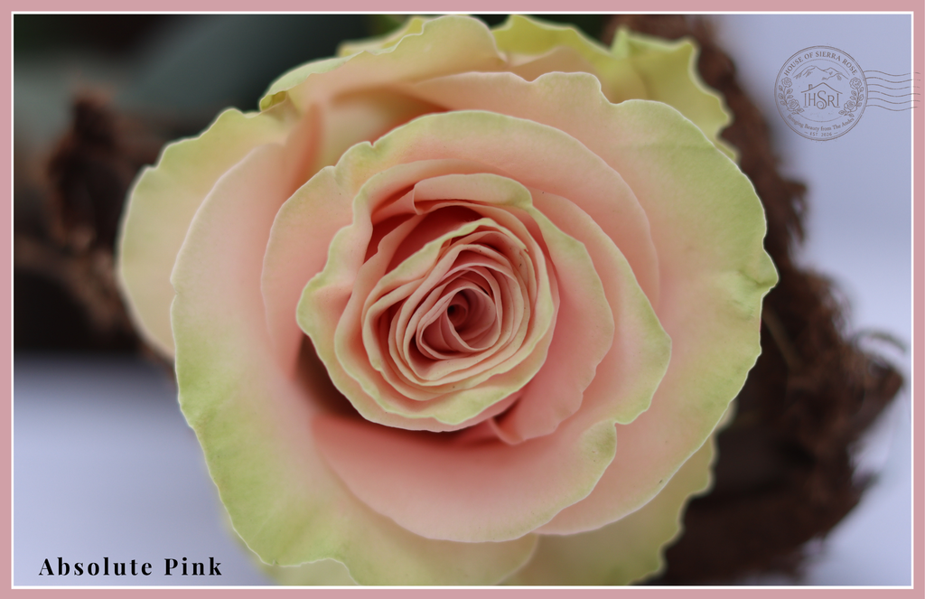 Absolute Pink - Premium  Roses - 25 stems