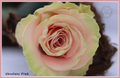 Absolute Pink - Premium  Roses - 25 stems