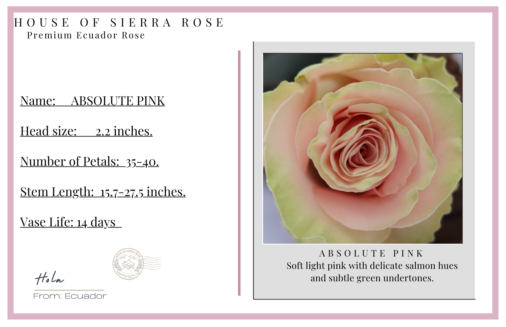 Absolute Pink - Premium  Roses - 25 stems