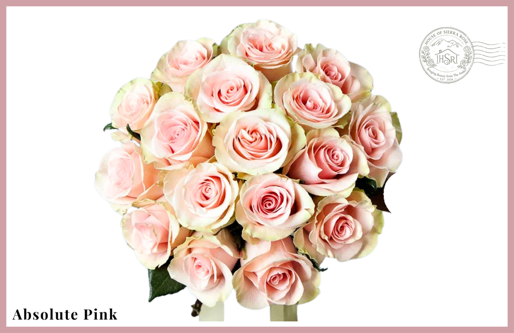 Absolute Pink - Premium  Roses - 25 stems