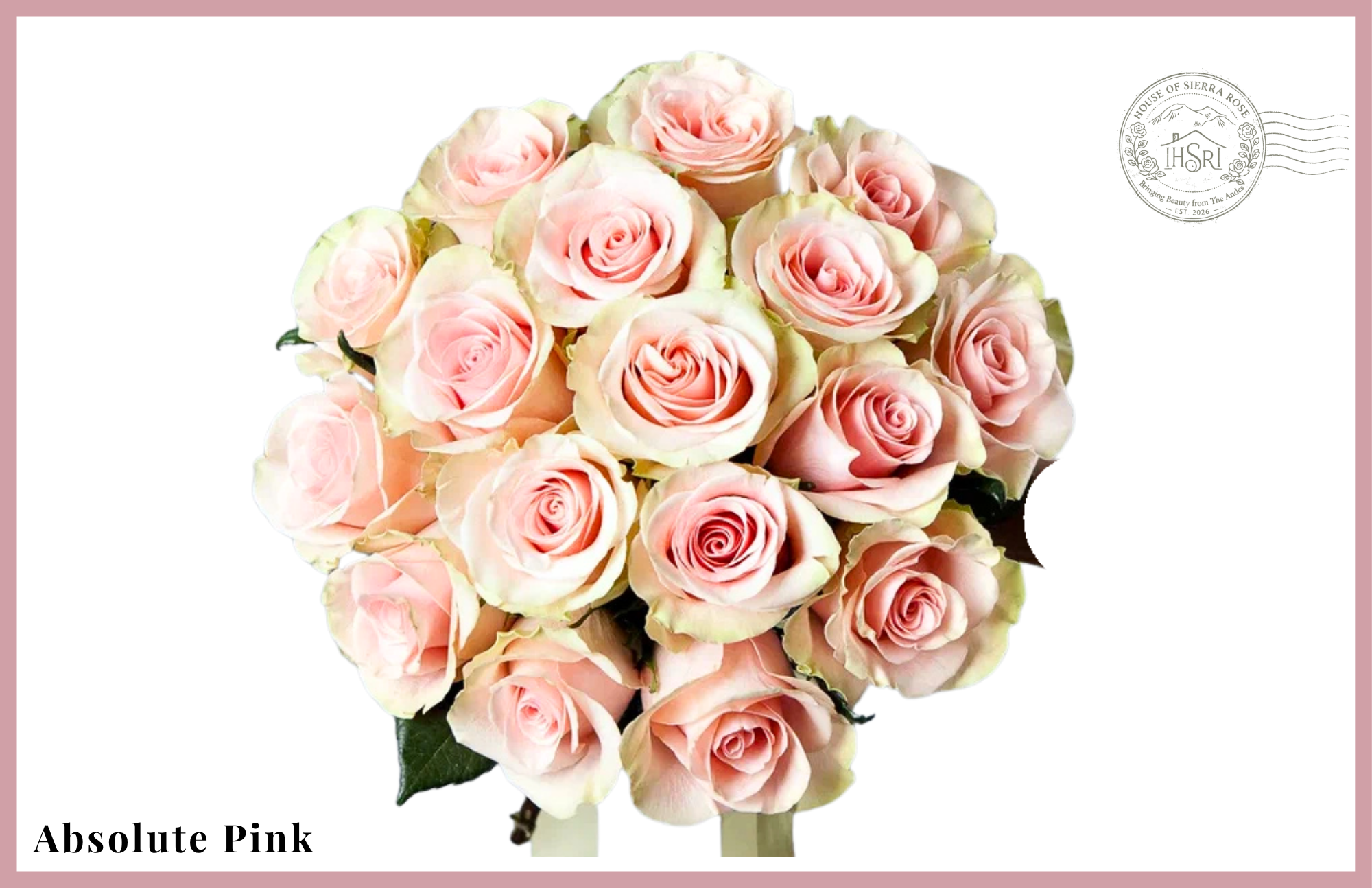 Absolute Pink - Premium  Roses - 25 stems