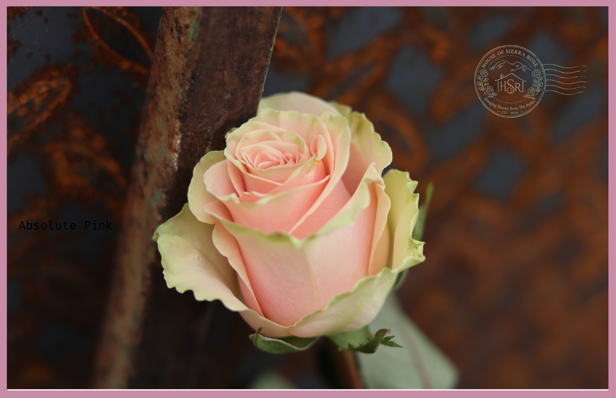 Absolute Pink - Premium  Roses - 25 stems