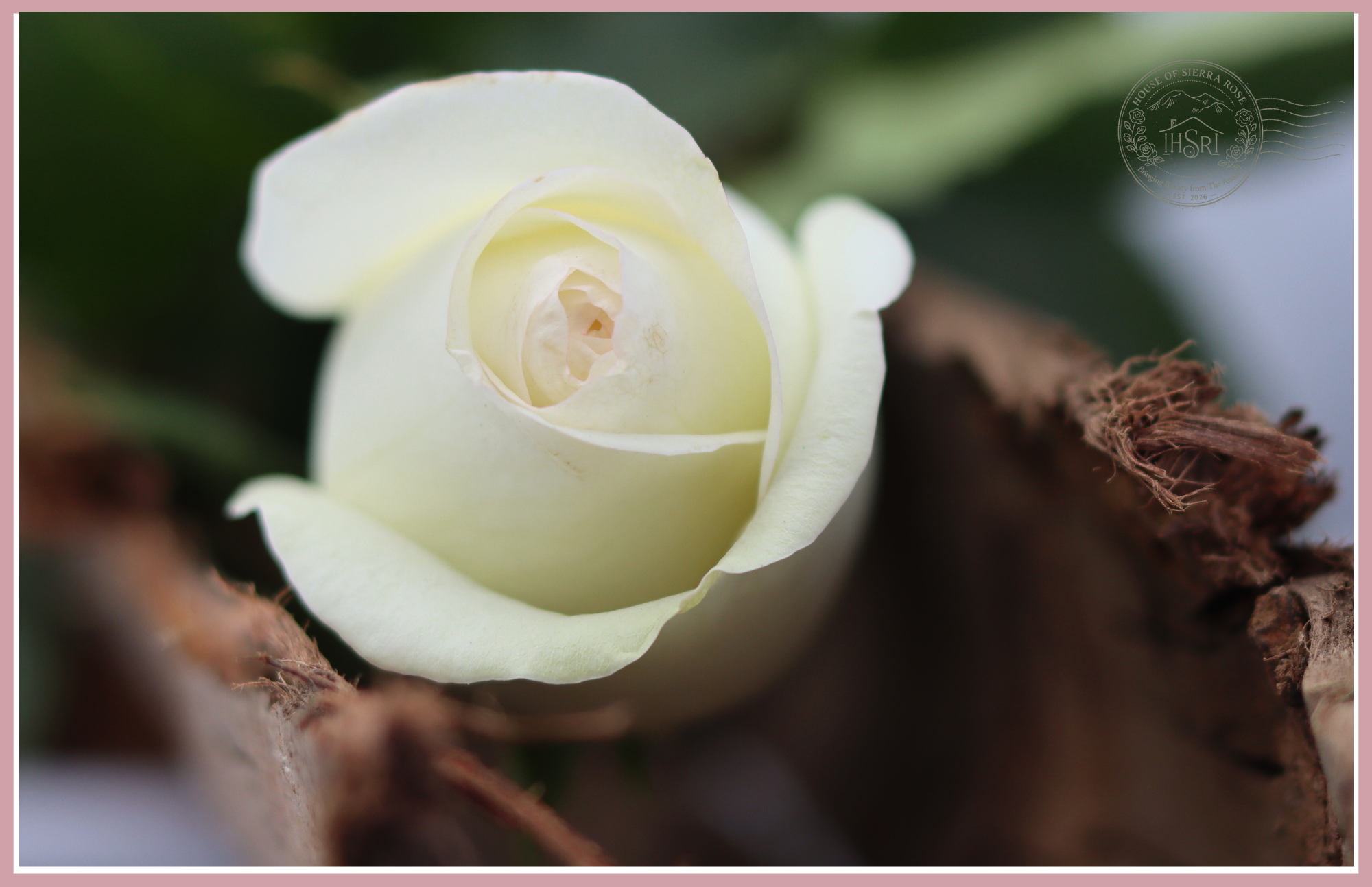 ALBA - Premium Roses - 25 stems
