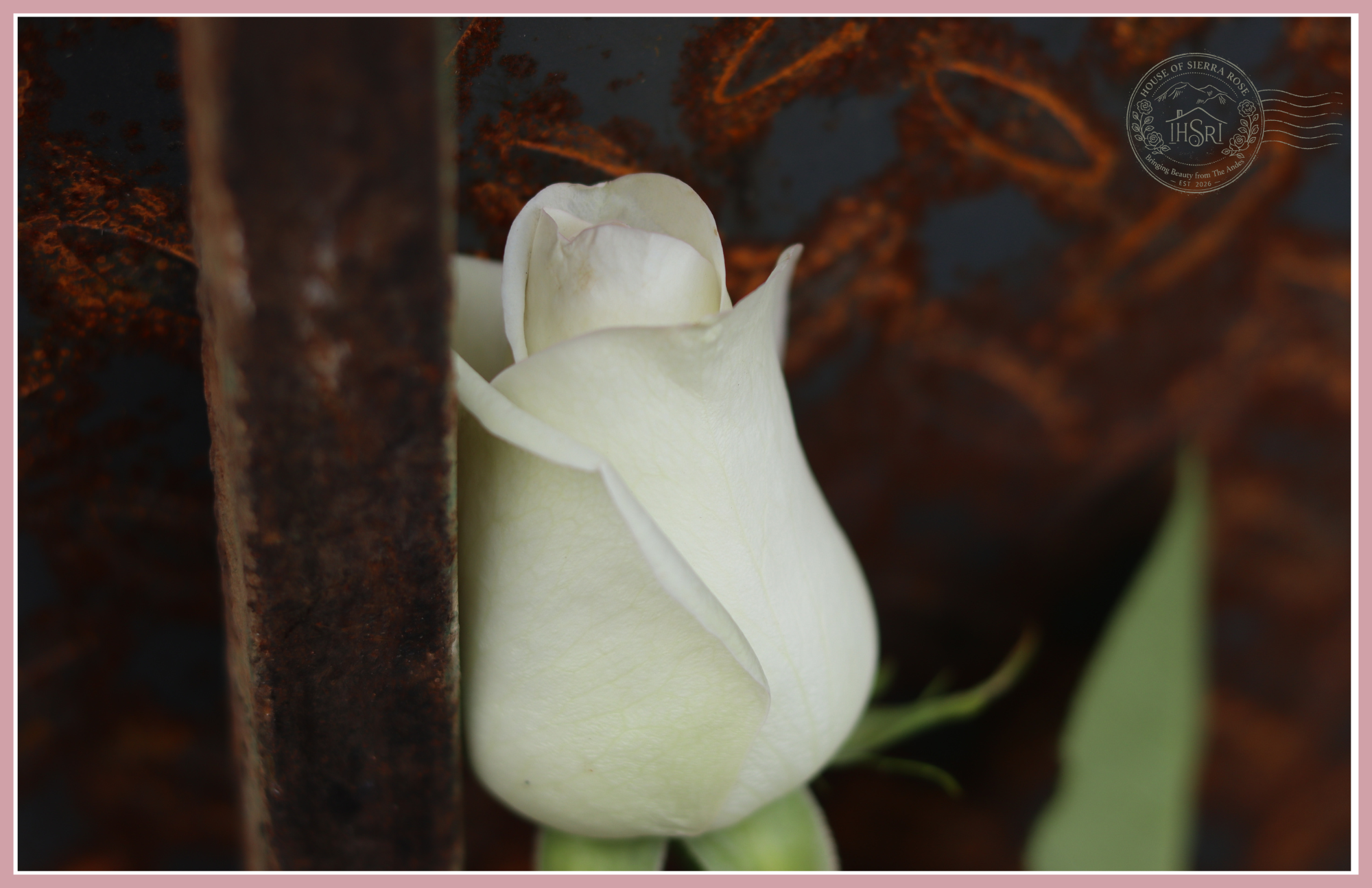 ALBA - Premium Roses - 25 stems