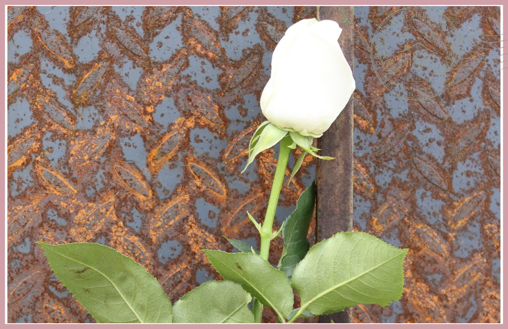 ALBA - Premium Roses - 25 stems