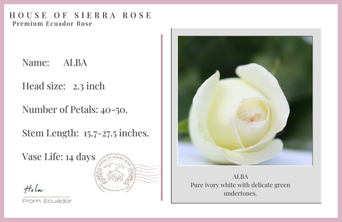 ALBA - Premium Roses - 25 stems