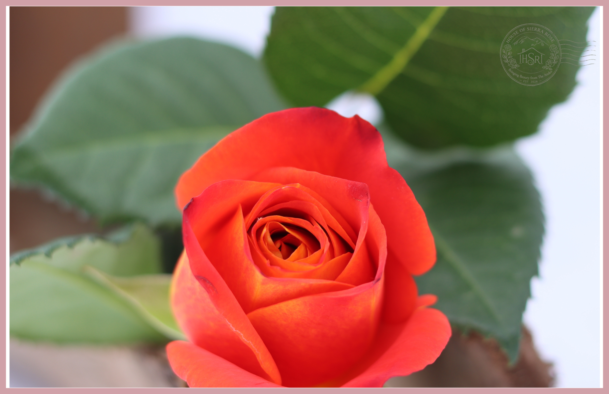 ATOMIC- Premium  Roses- 25 stems