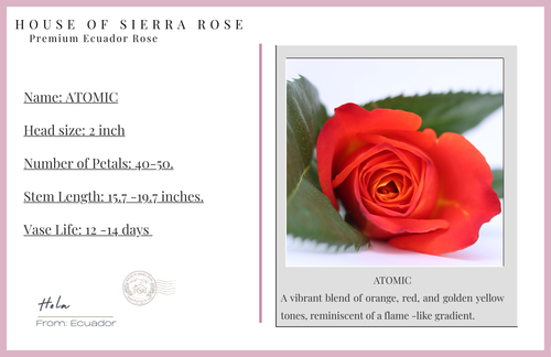 ATOMIC- Premium  Roses- 25 stems