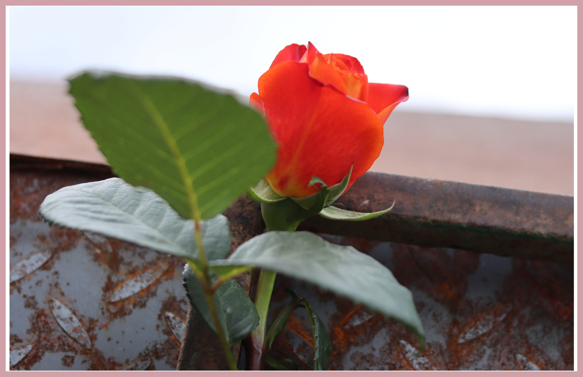 ATOMIC- Premium  Roses- 25 stems