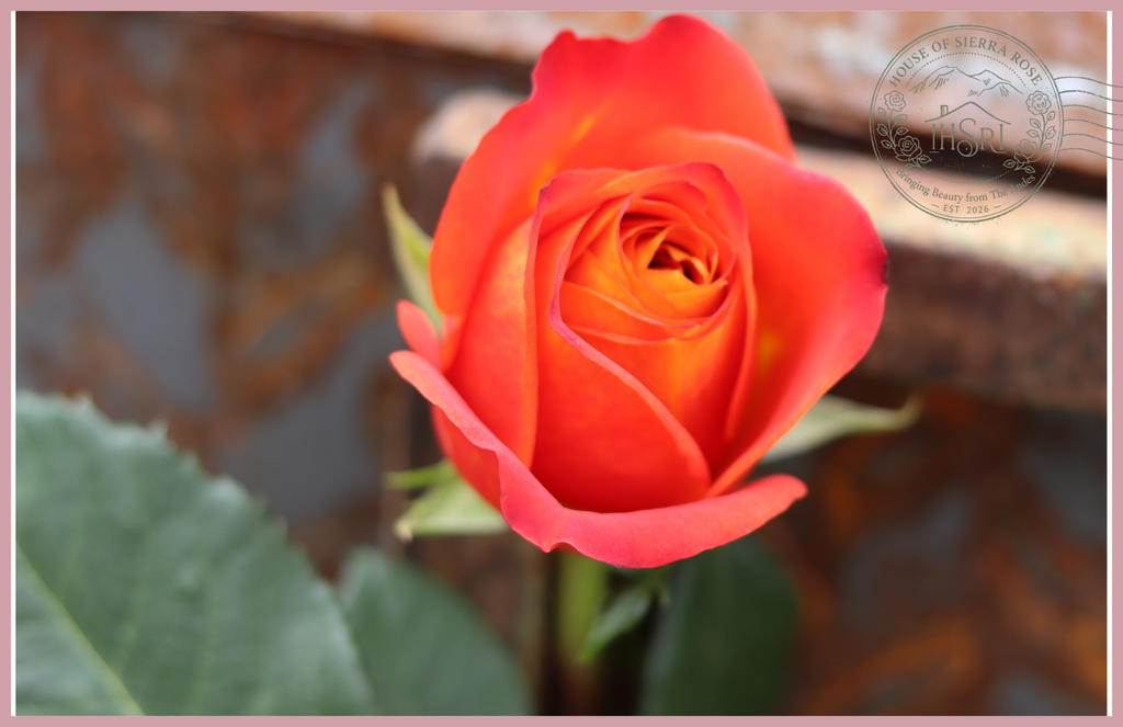 ATOMIC- Premium  Roses- 25 stems