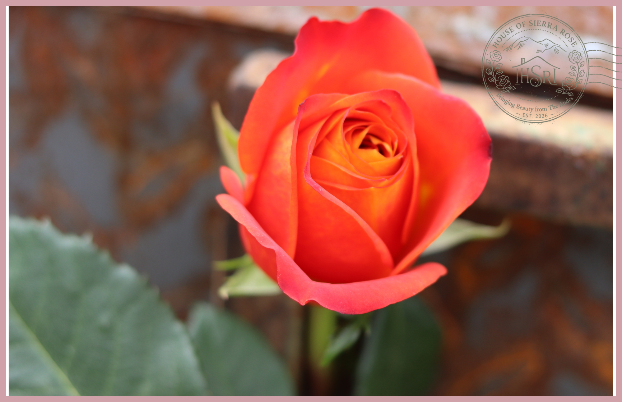 ATOMIC- Premium  Roses- 25 stems