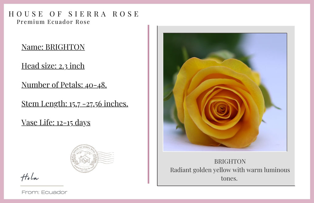 BRIGHTON - Premium  Roses- 25 stems