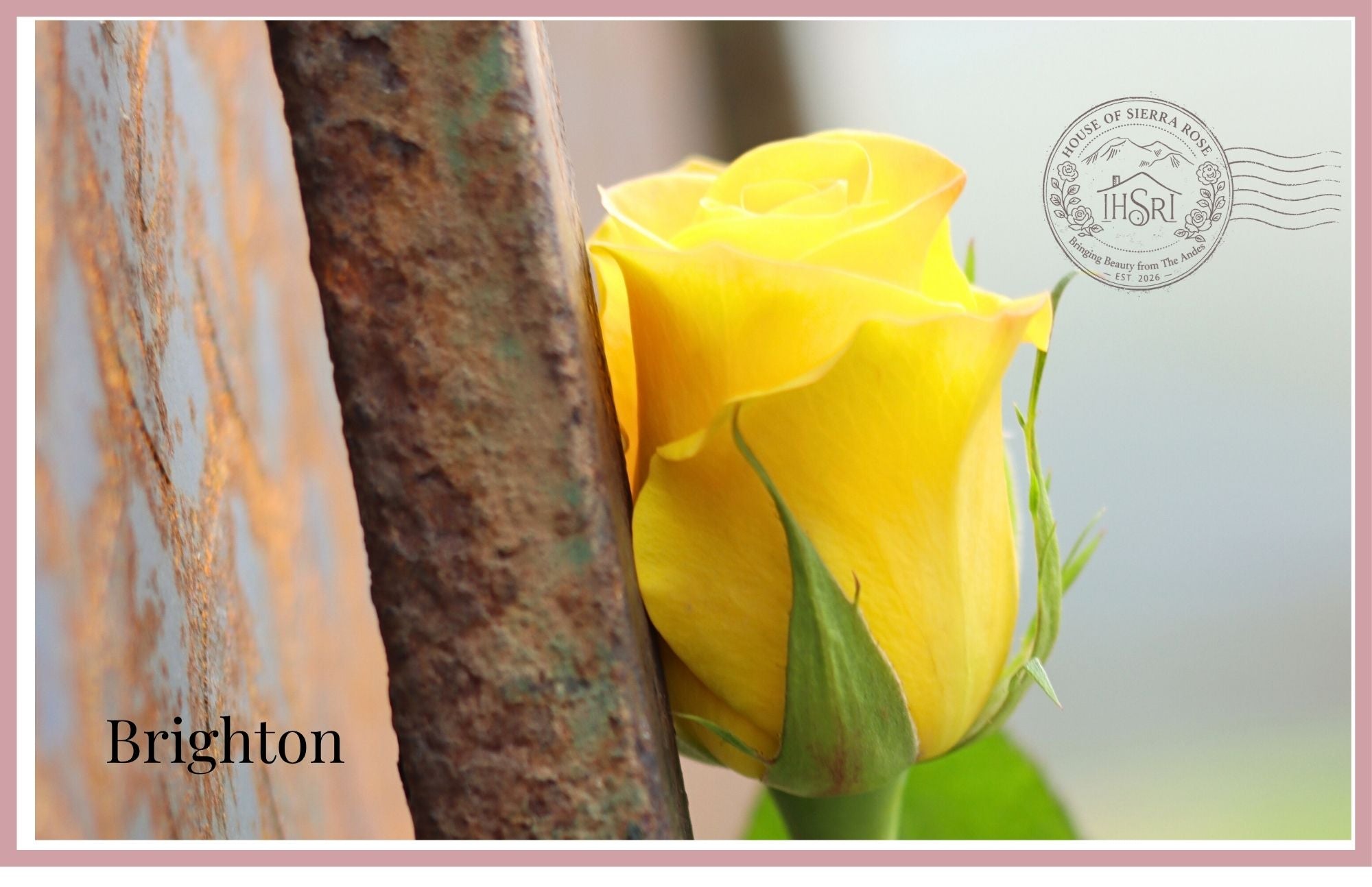 BRIGHTON - Premium  Roses- 25 stems