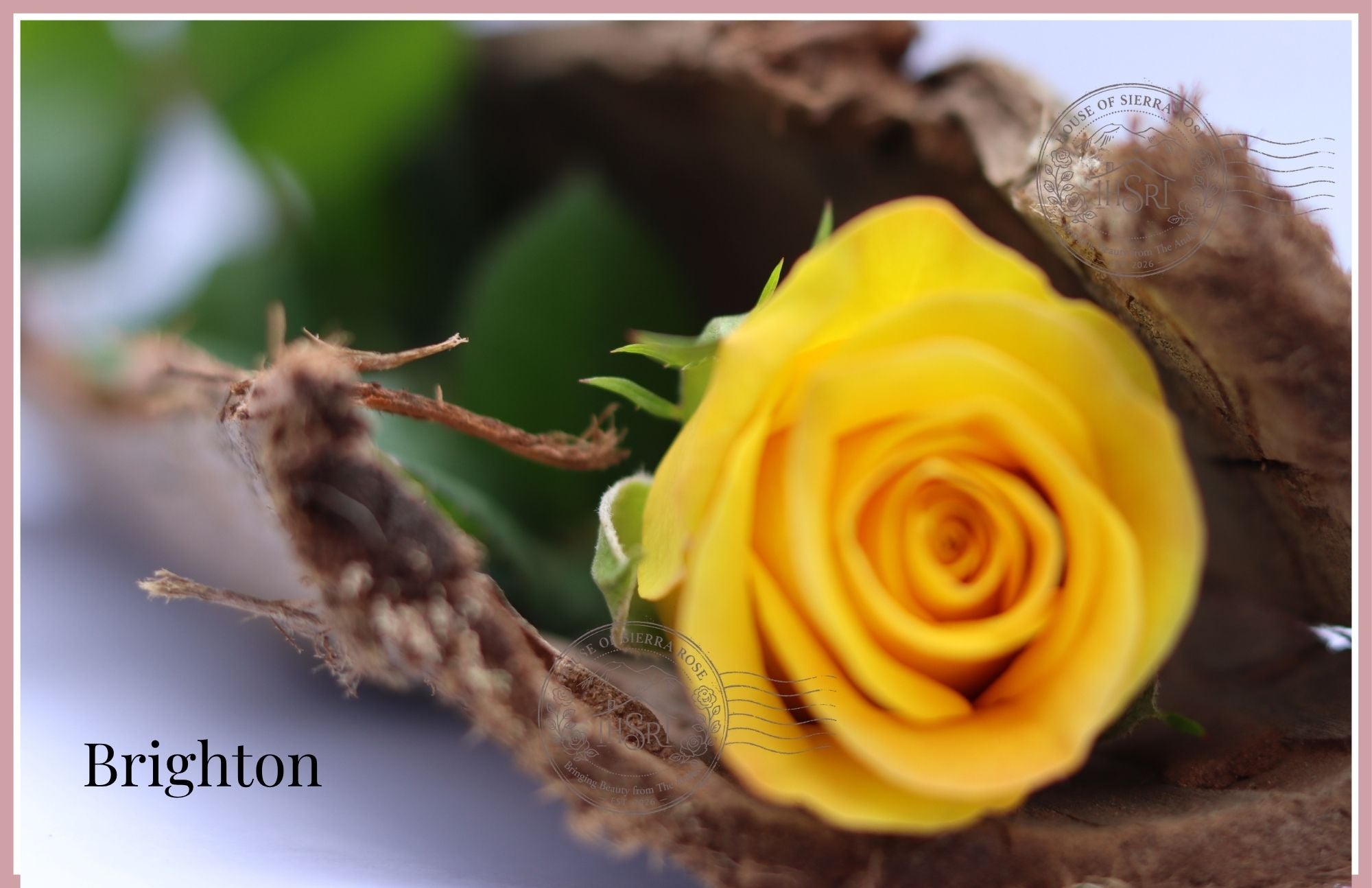 BRIGHTON - Premium  Roses- 25 stems