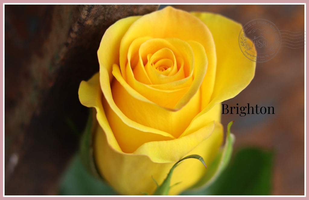 BRIGHTON - Premium  Roses- 25 stems