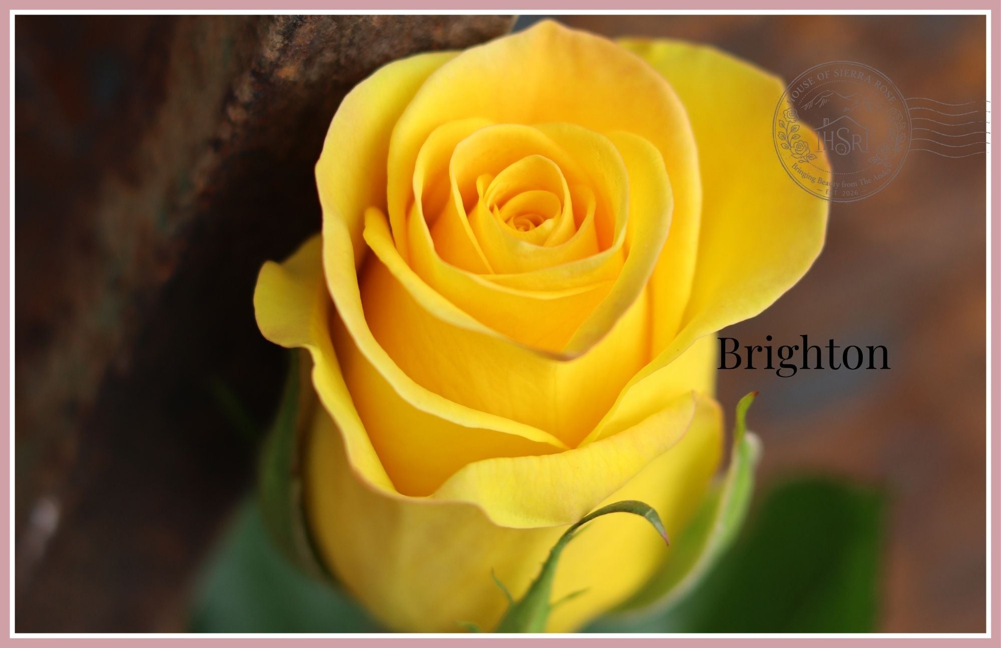BRIGHTON - Premium  Roses- 25 stems