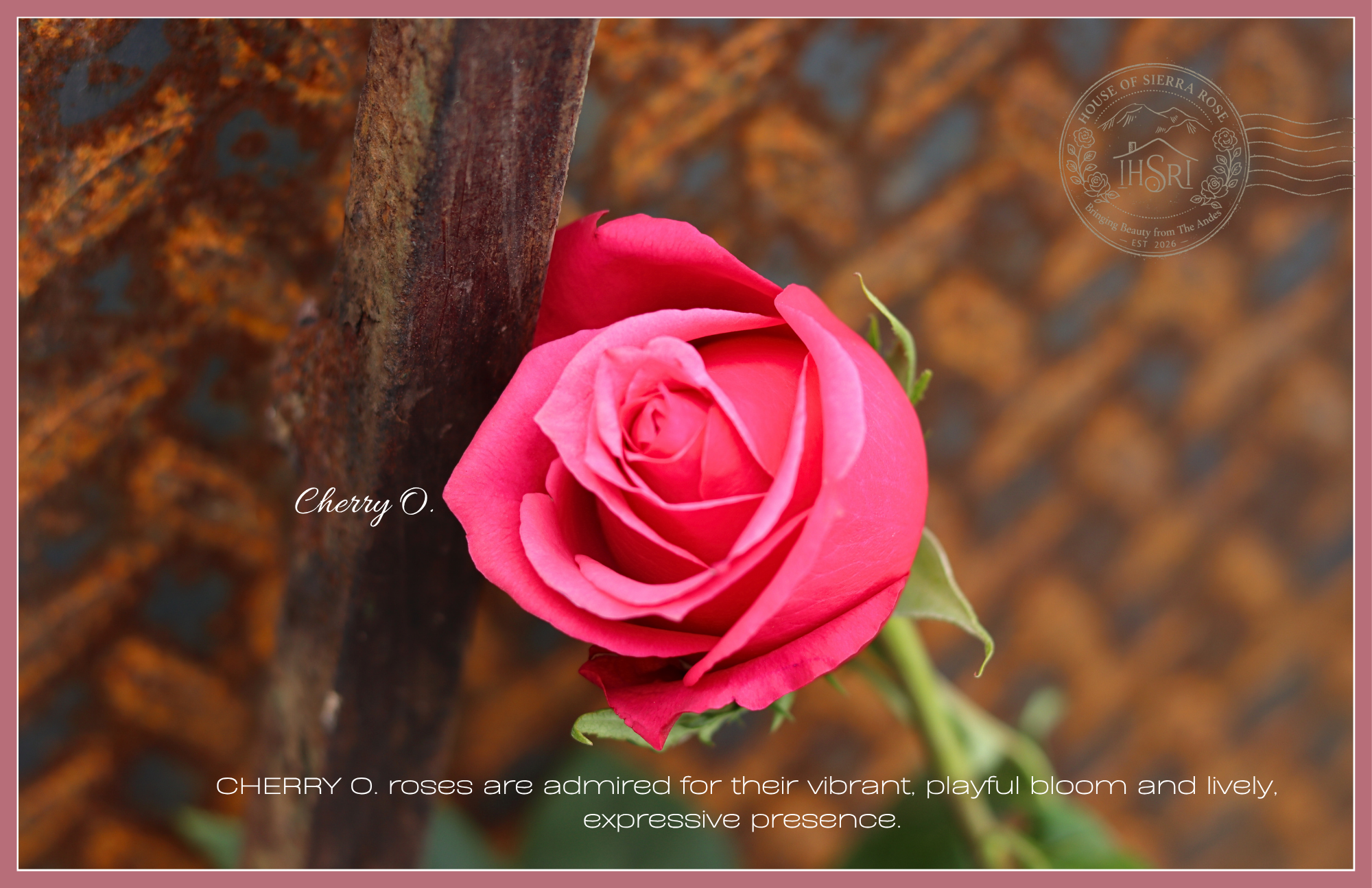 Cherry O. - Premium Roses - 25 stems