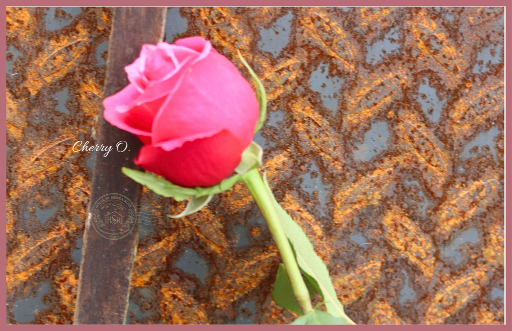 Cherry O. - Premium Roses - 25 stems