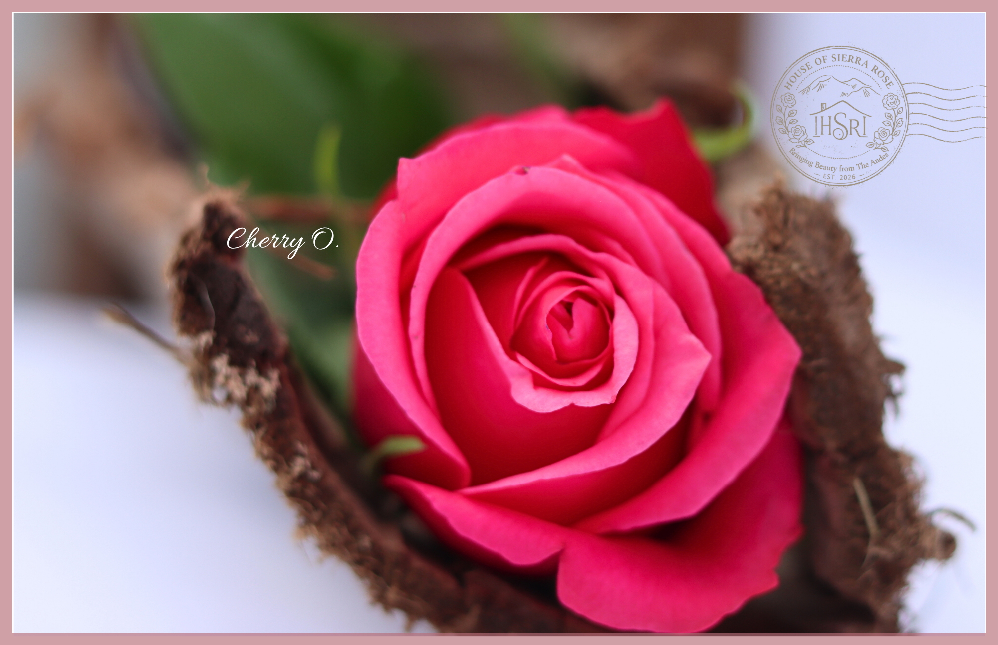 Cherry O. - Premium Roses - 25 stems