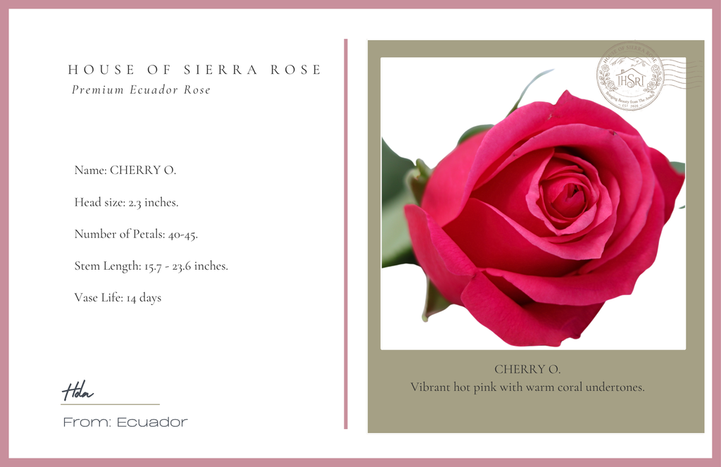 Cherry O. - Premium Roses - 25 stems