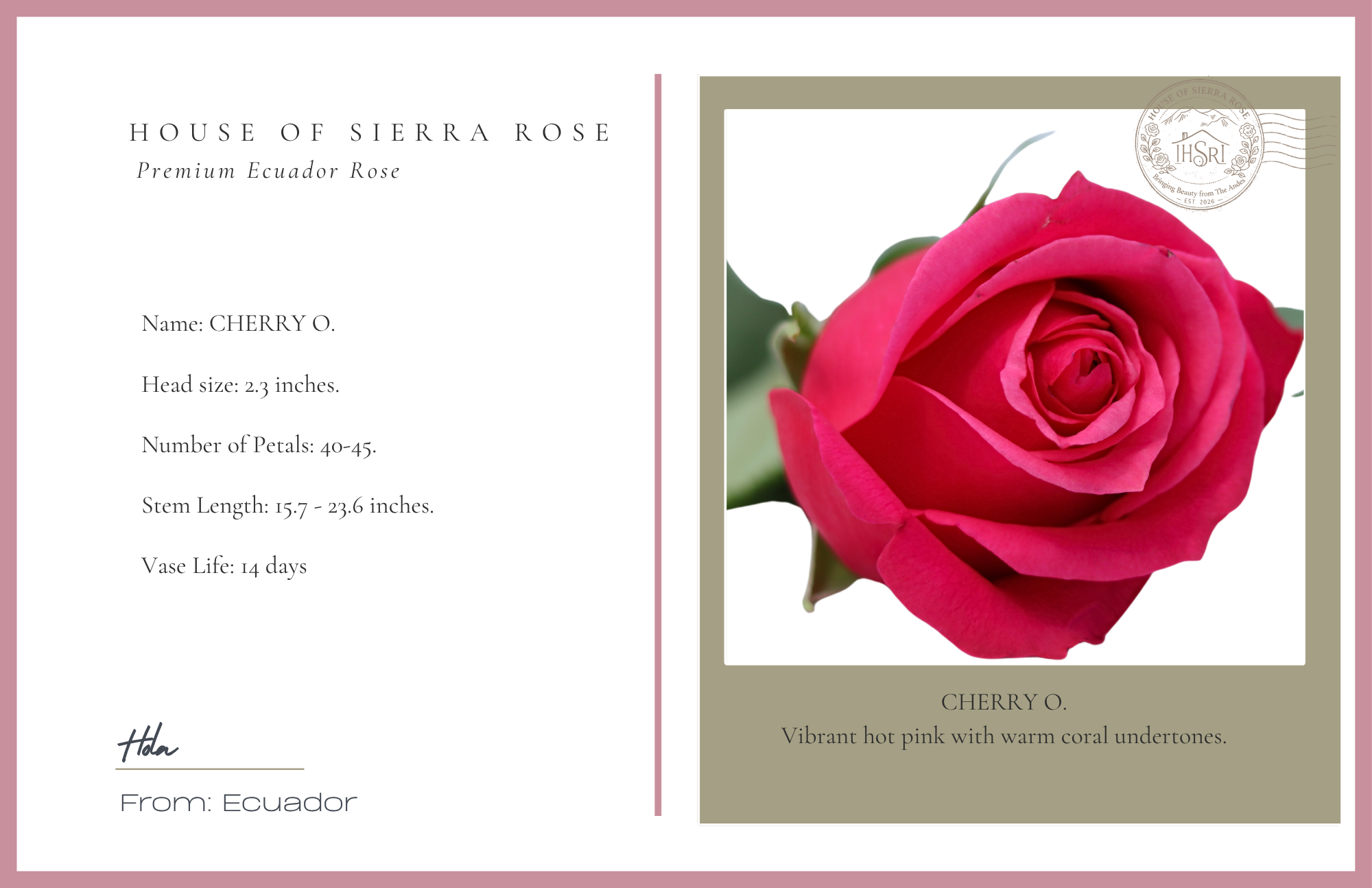 Cherry O. - Premium Roses - 25 stems