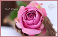 Cool Water - Premium Roses - 25 stems