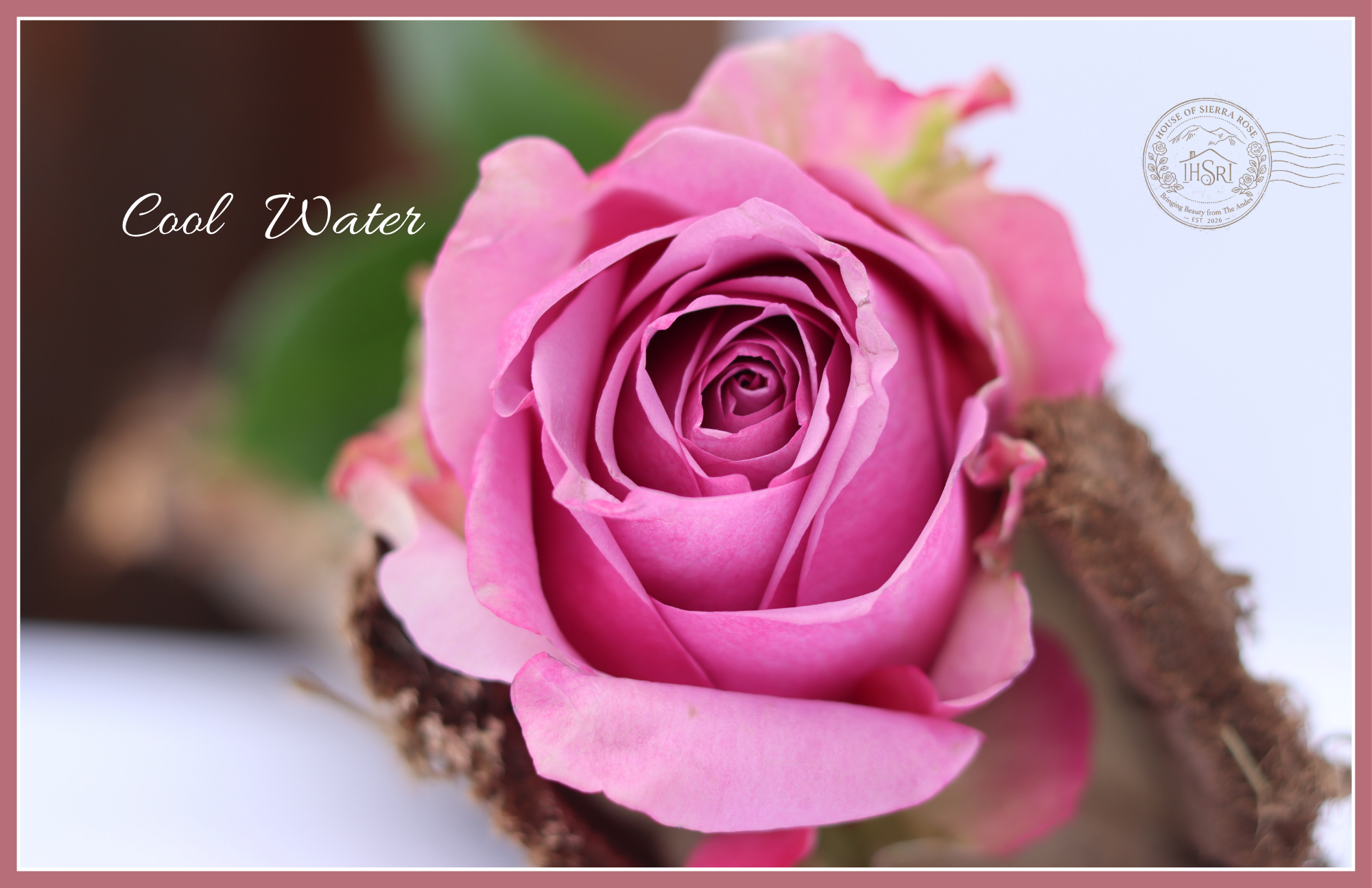 Cool Water - Premium Roses - 25 stems