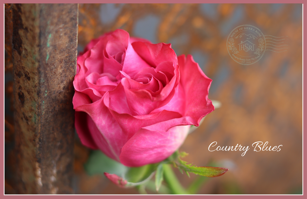 Country Blues - Garden Roses - 25 stems