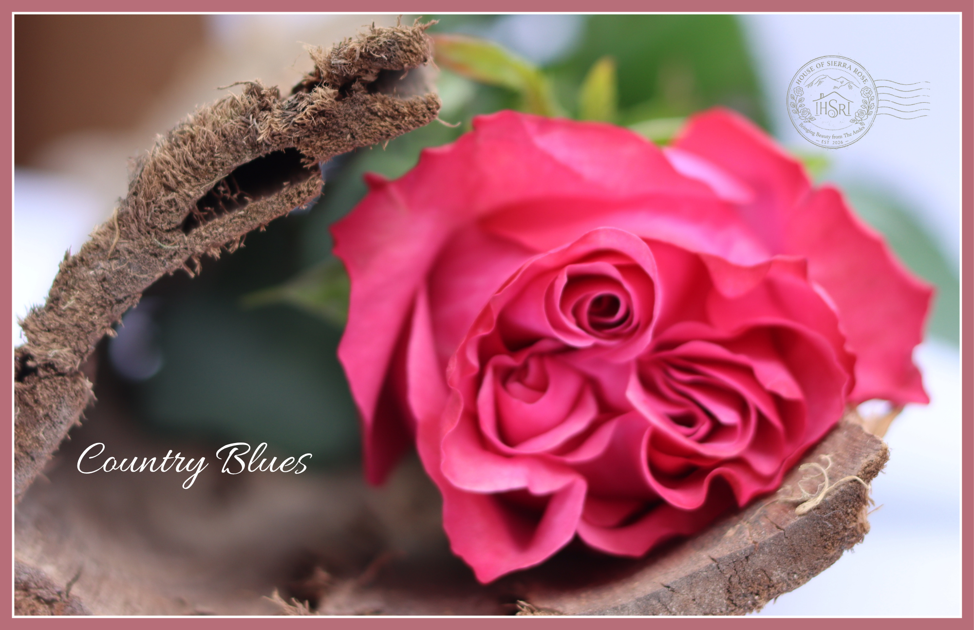 Country Blues - Garden Roses - 25 stems