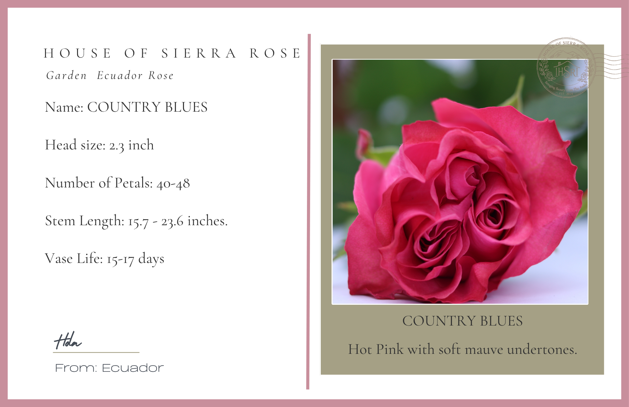 Country Blues - Garden Roses - 25 stems