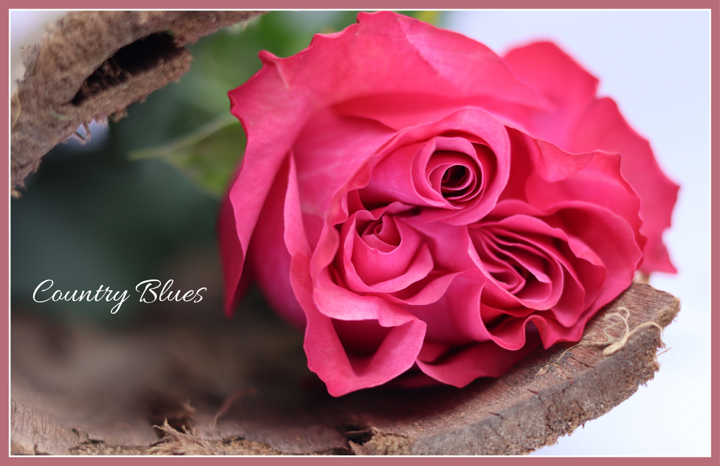 Country Blues - Garden Roses - 25 stems