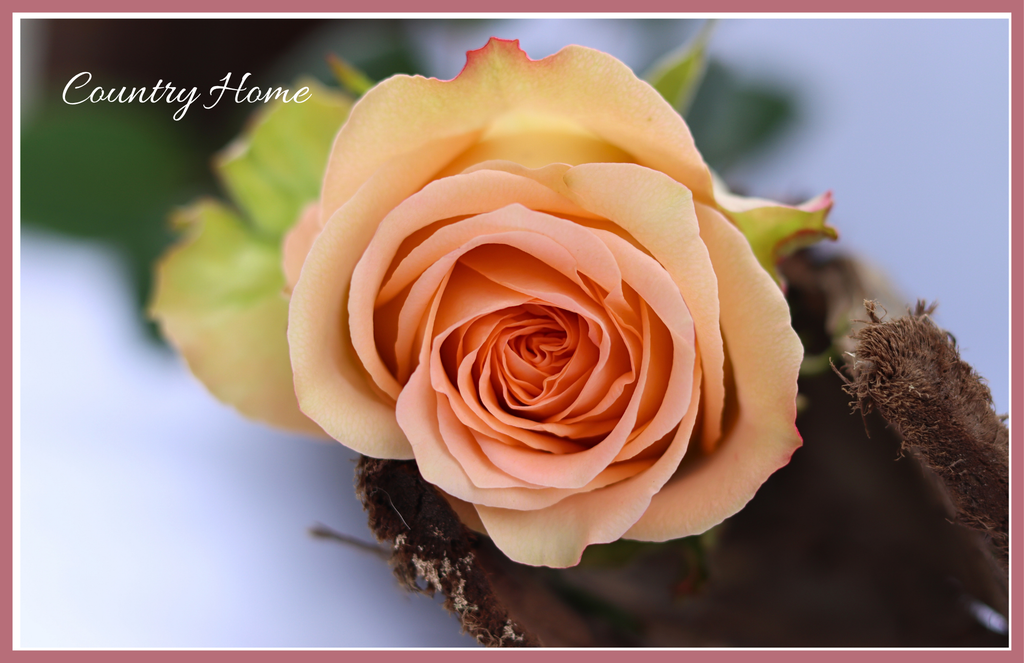 Country Home - Garden  Roses - 25 stems