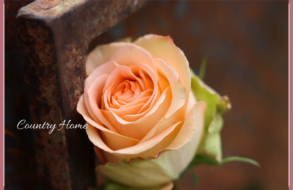 Country Home - Garden  Roses - 25 stems