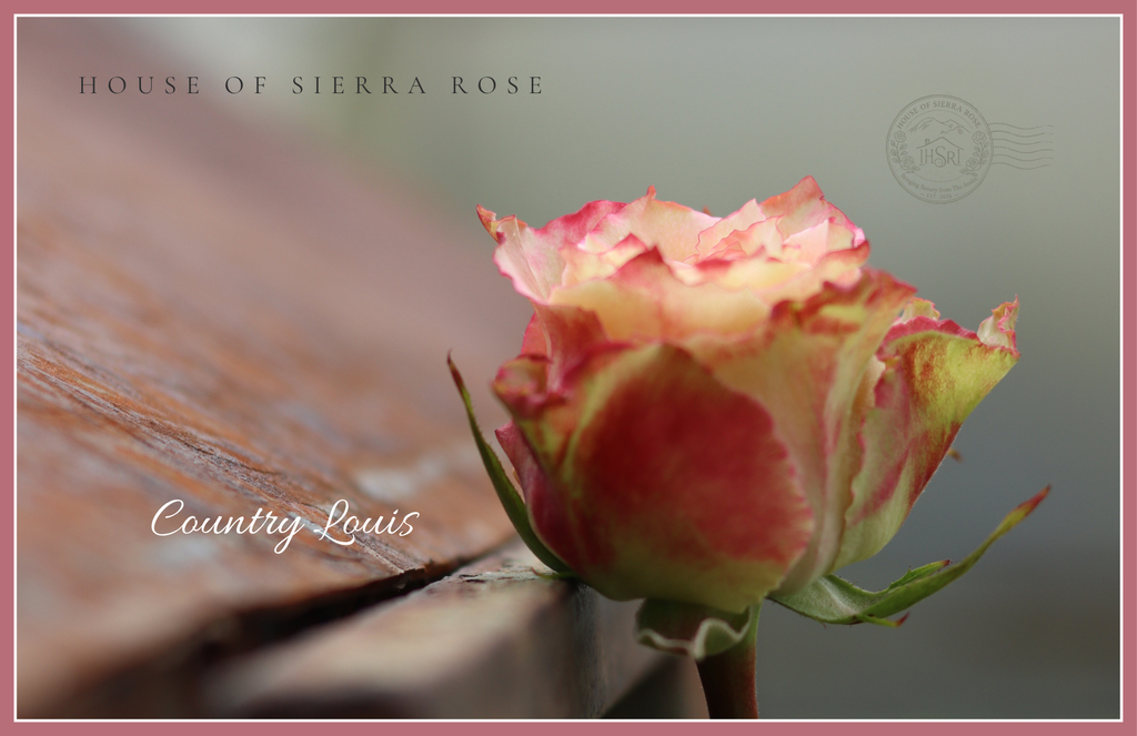 Country Louis   -  Garden Rose -                           25 stems