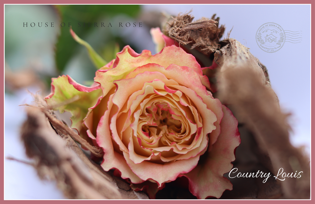 Country Louis   -  Garden Rose -                           25 stems