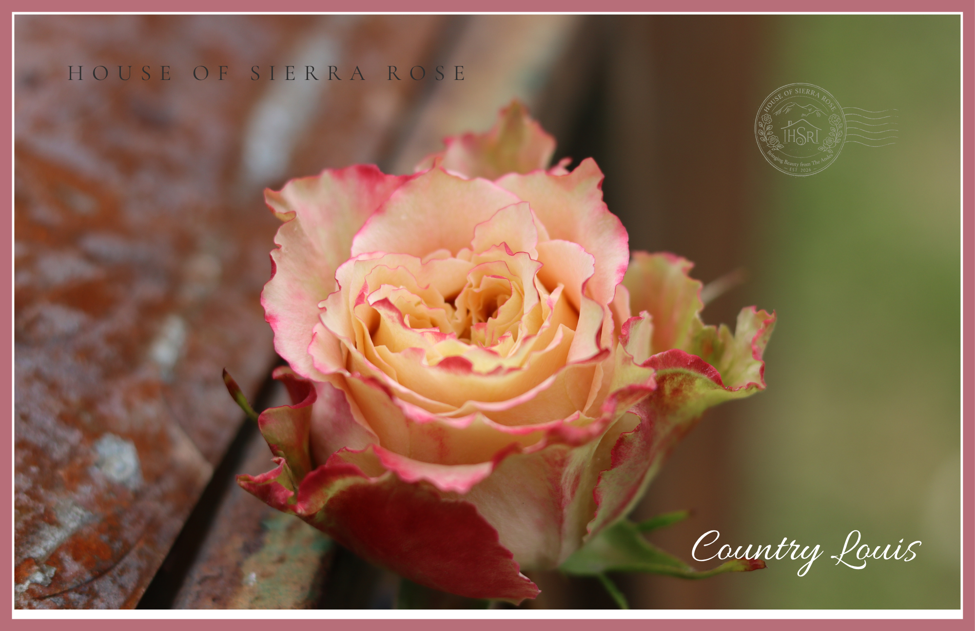 Country Louis   -  Garden Rose -                           25 stems