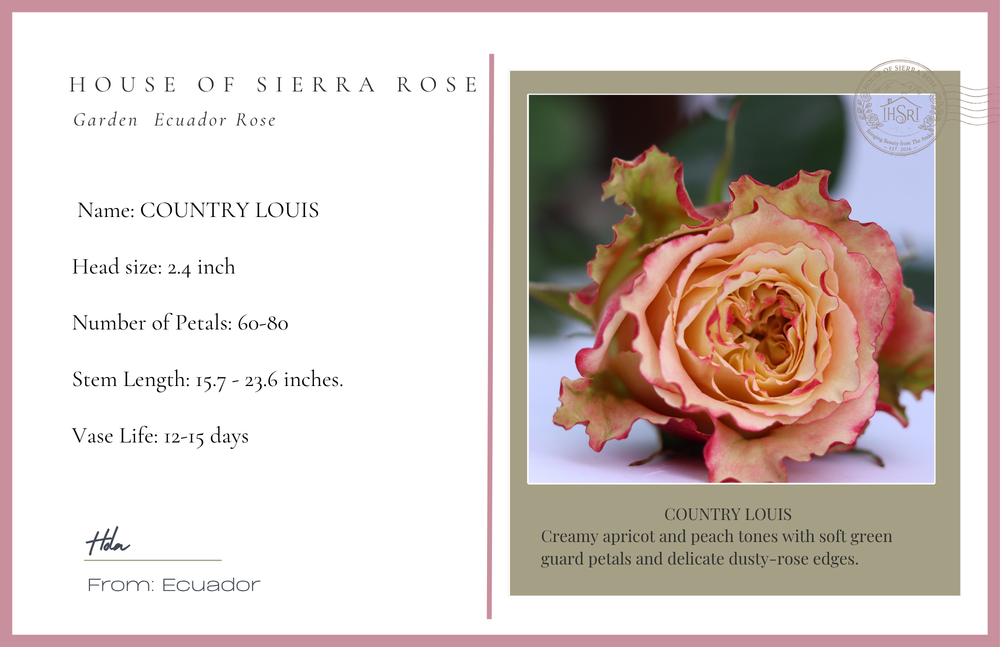 Country Louis   -  Garden Rose -                           25 stems