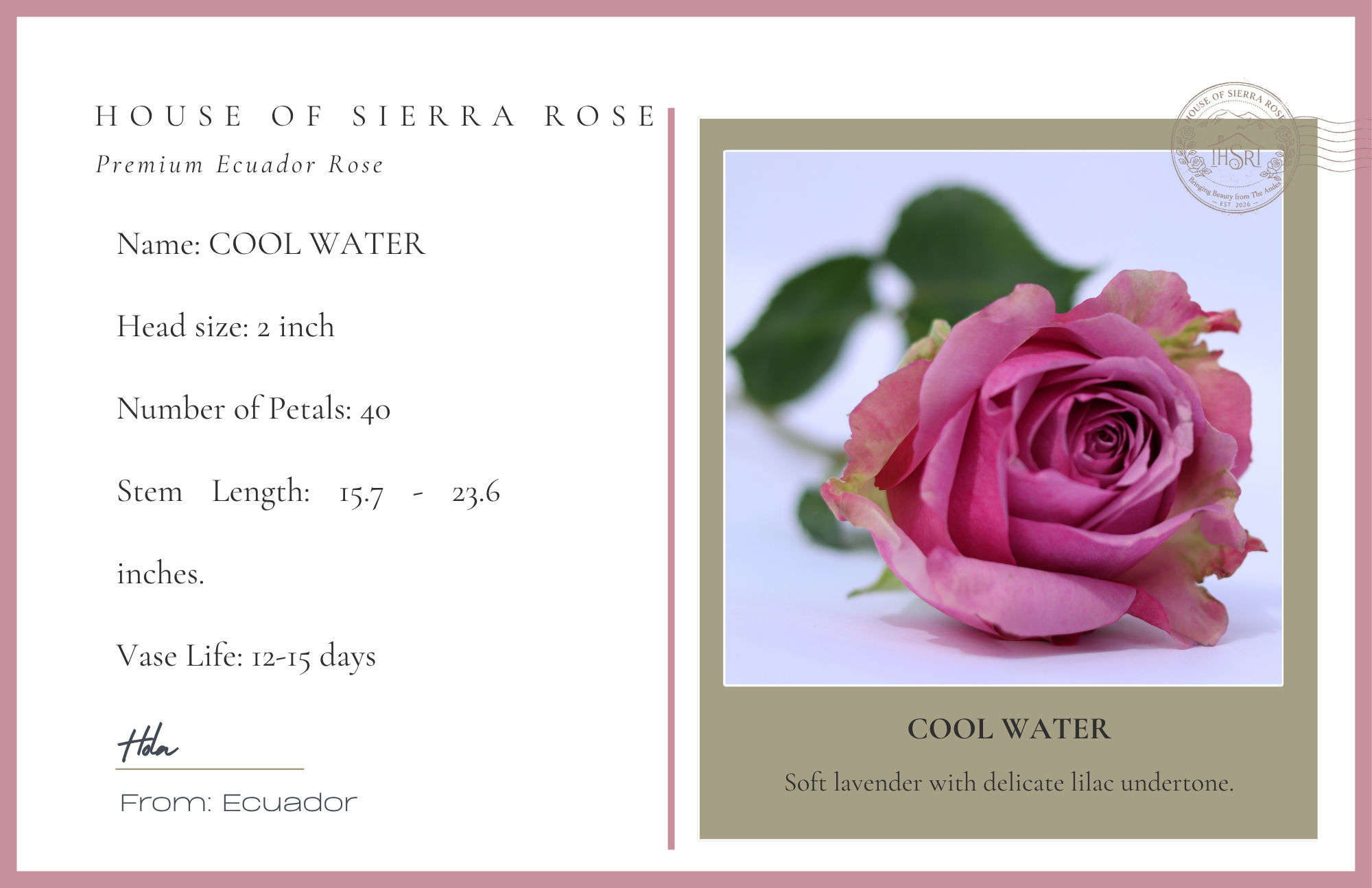 Cool Water - Premium Roses - 25 stems