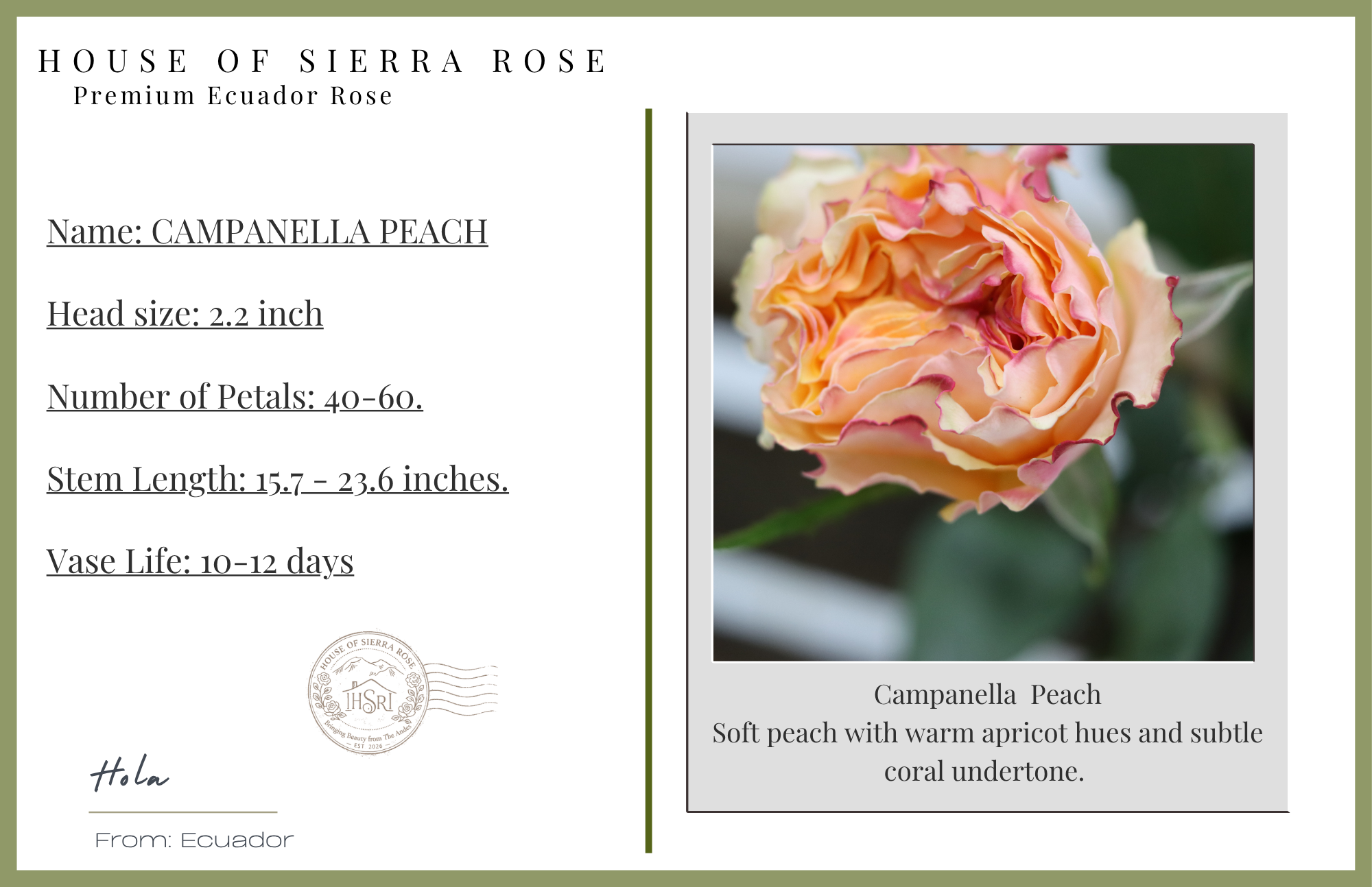 Campanella Peach - Garden  Roses- 25 stems