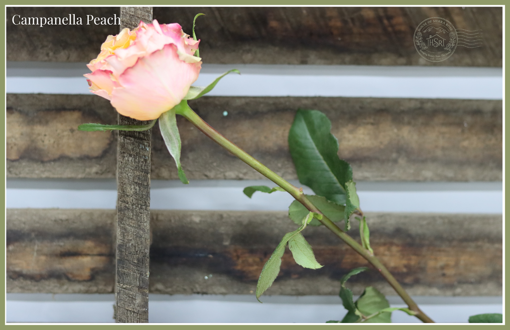 Campanella Peach - Garden  Roses- 25 stems