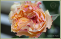 Campanella Peach - Garden  Roses- 25 stems