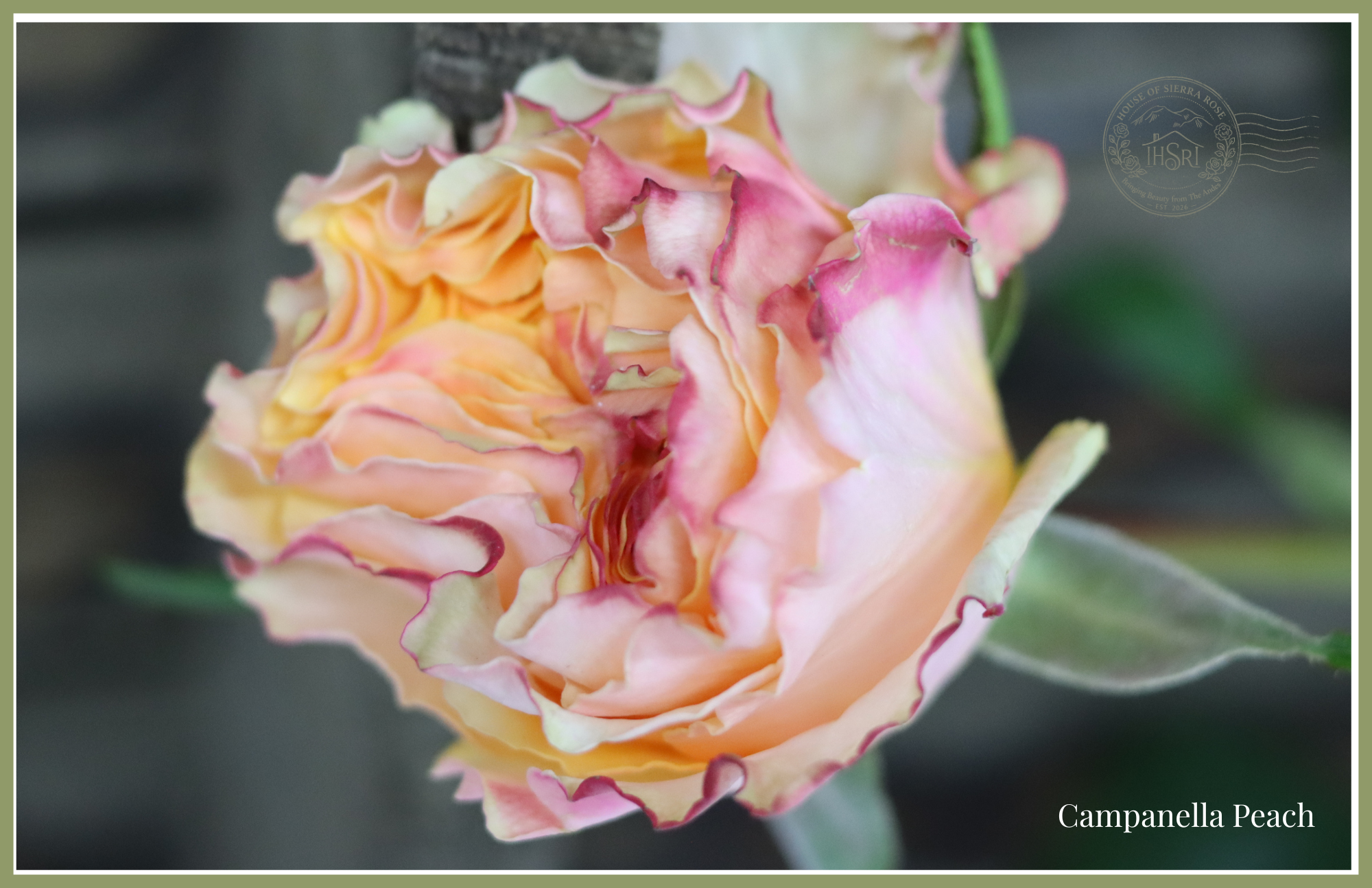 Campanella Peach - Garden  Roses- 25 stems