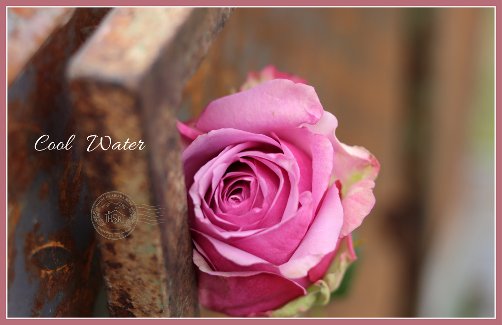 Cool Water - Premium Roses - 25 stems