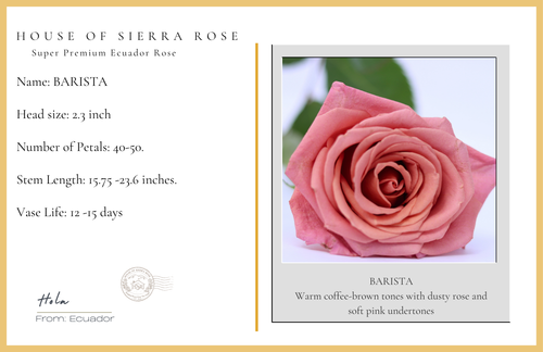 Barista- Premium  Roses - 25 stems