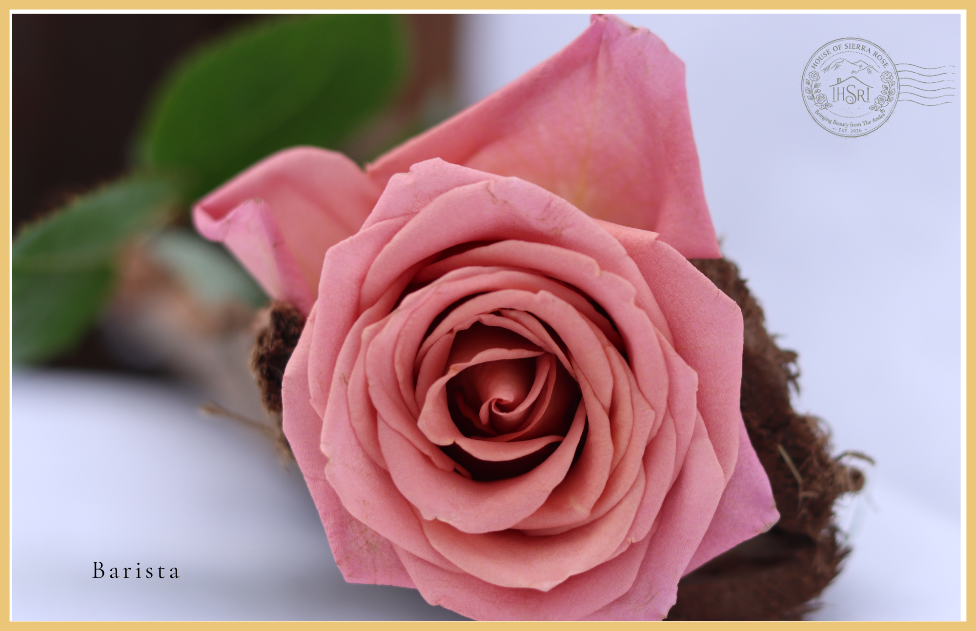 Barista- Premium  Roses - 25 stems