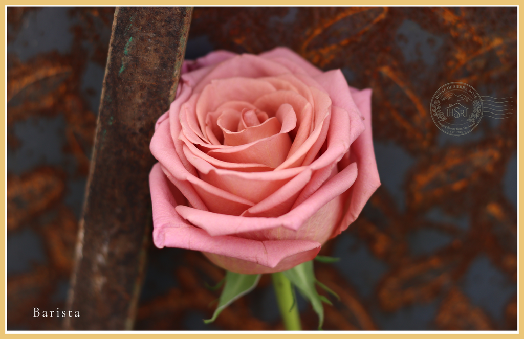 Barista- Premium  Roses - 25 stems