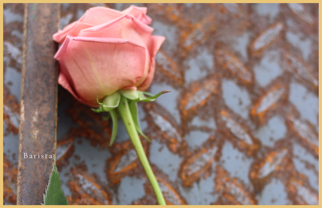 Barista- Premium  Roses - 25 stems