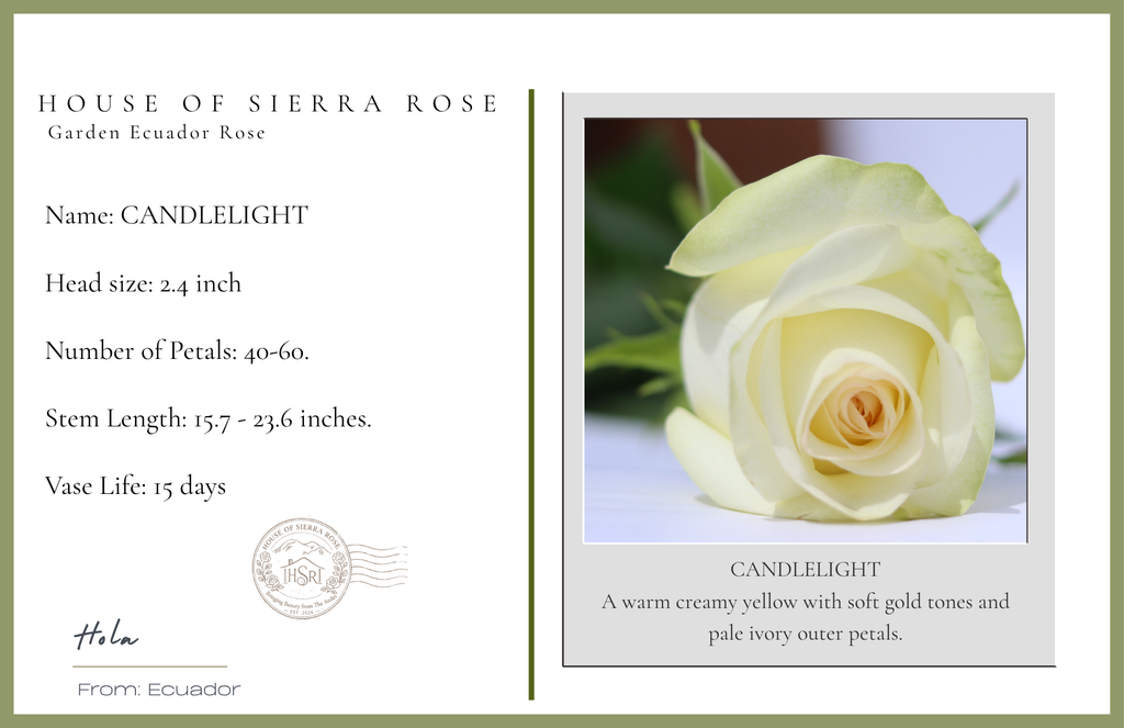 Candlelight - Garden Roses - 25 stems
