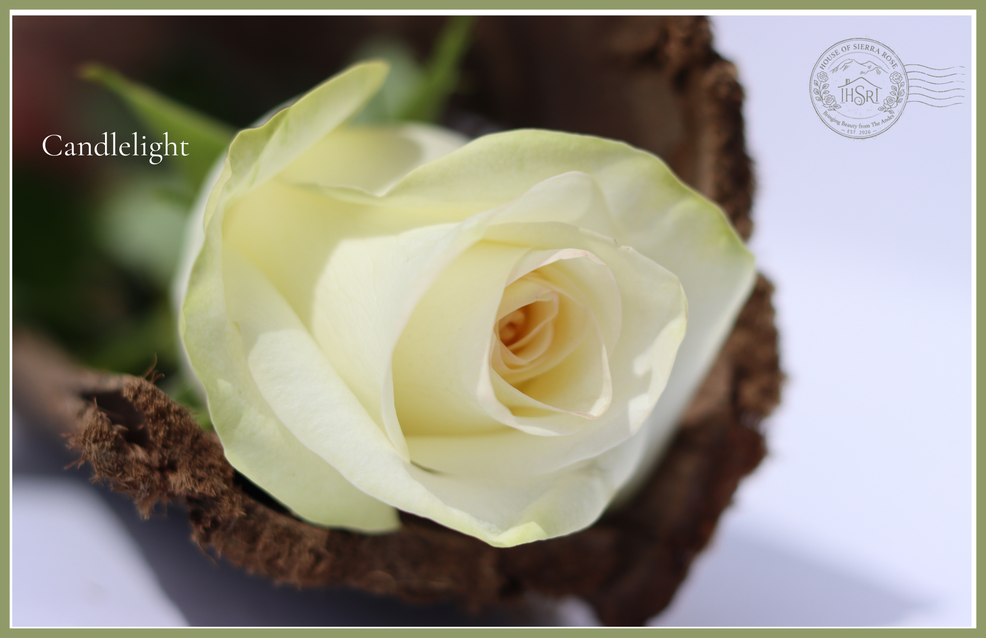 Candlelight - Garden Roses - 25 stems