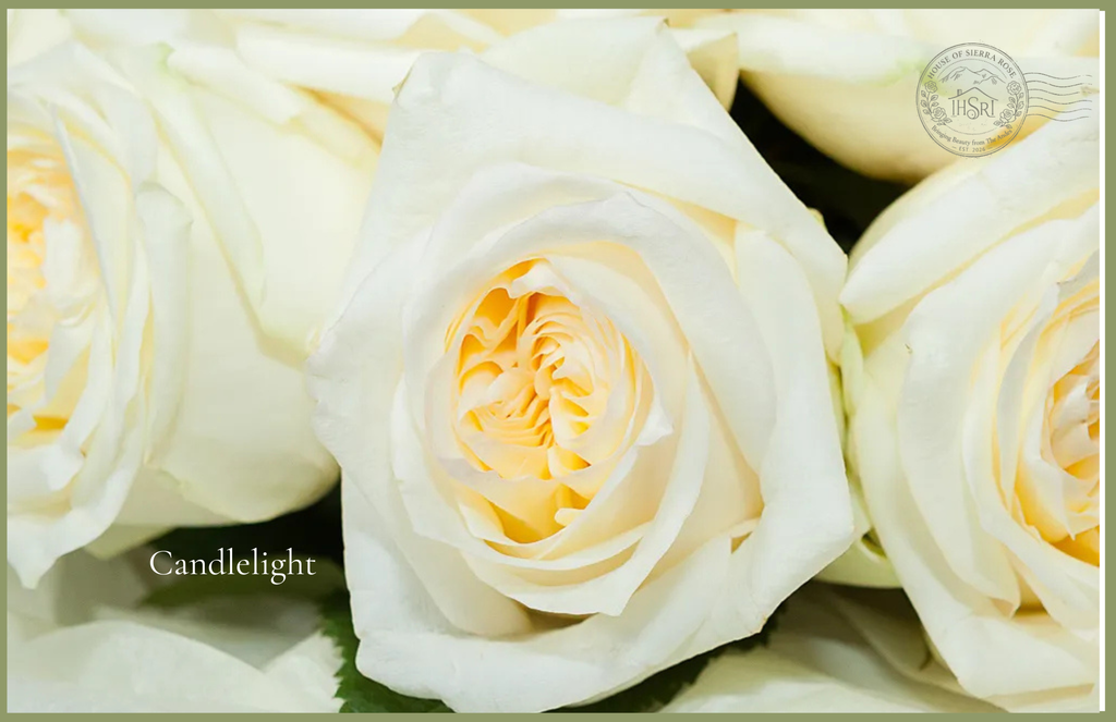 Candlelight - Garden Roses - 25 stems